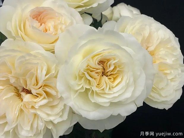 尼罗娜月季/艾拉月季/莱奥诺拉(图2) 尼罗娜月季/艾拉/莱奥诺拉(图3)