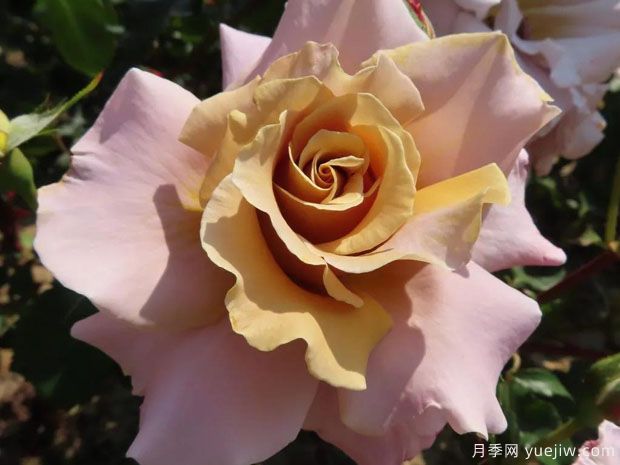 芥末上校月季(图1) 芥末上校月季(图1)