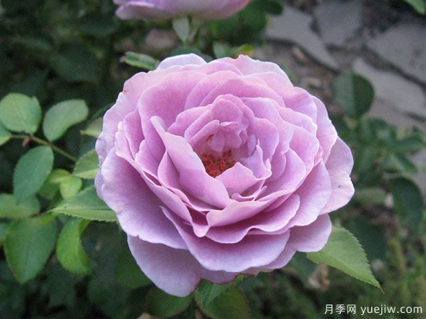 紫罗兰骄傲月季(图1) 紫罗兰骄傲月季(图1)