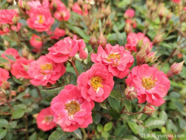 超级爆花红宝石月季批发到园林地被(图2)