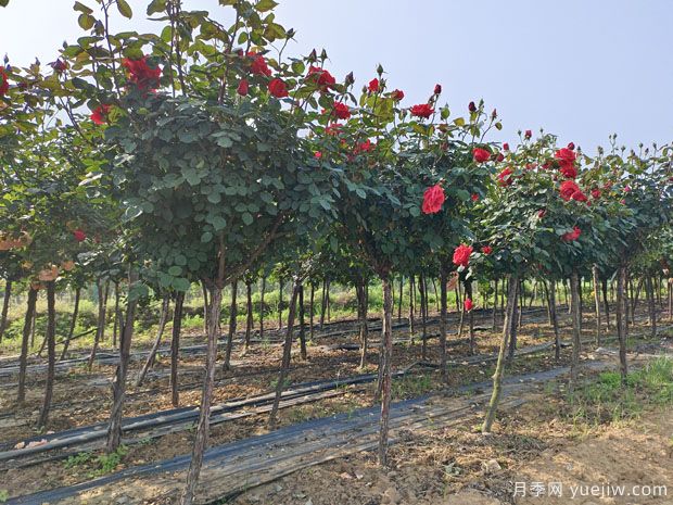 1米冠幅4公分高杆树桩月季产地批发(图1) 1米大冠幅4公分高杆树桩月季产地批发(图1)