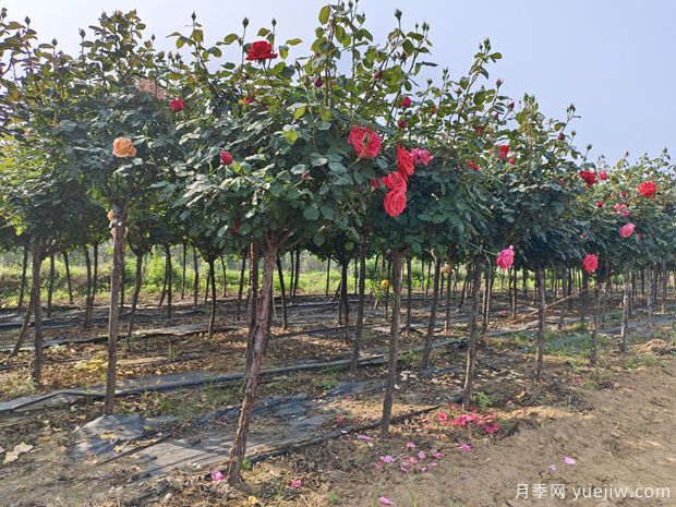 1米冠幅4公分高杆树桩月季产地批发(图2) 1米大冠幅4公分高杆树桩月季产地批发(图2)