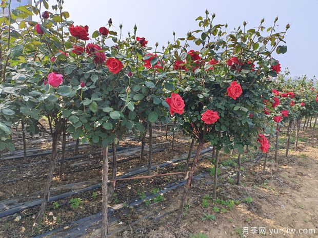 1米冠幅4公分高杆树桩月季产地批发(图3) 1米大冠幅4公分高杆树桩月季产地批发(图3)