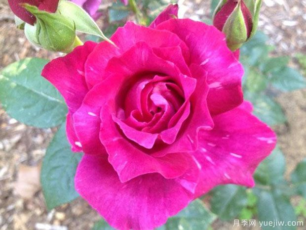 阴谋月季/沉迷(图1) 阴谋月季/沉迷(图1)