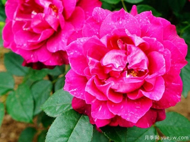 阴谋月季/沉迷(图2) 阴谋月季/沉迷(图2)