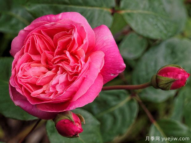 替立尔先生月季/约瑟夫大公(图1) 替立尔先生月季/约瑟夫大公月季(图1)