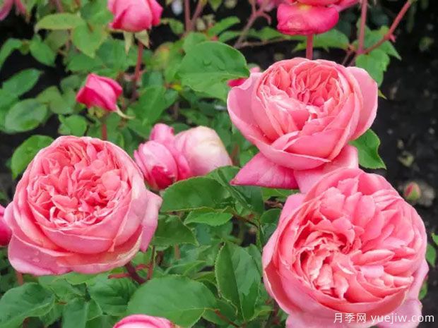 替立尔先生月季/约瑟夫大公月季(图2) 替立尔先生月季/约瑟夫大公月季(图2)