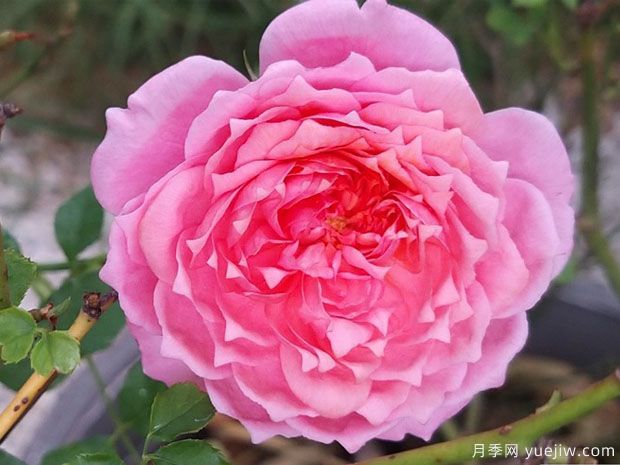 百丽公园月季/啦贝啦月季(图2) 百丽公园月季/啦贝啦月季(图2)