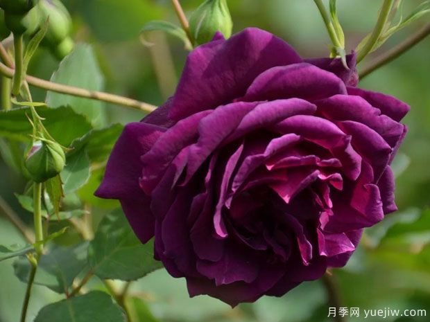 真夜月季(图2) 真夜月季(图2)