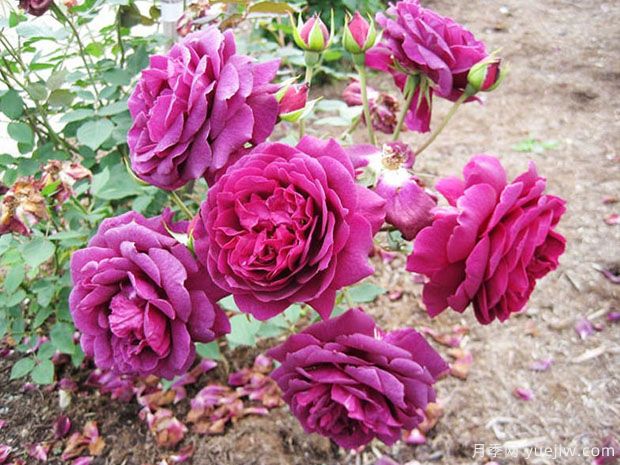 真夜月季(图3) 真夜月季(图3)