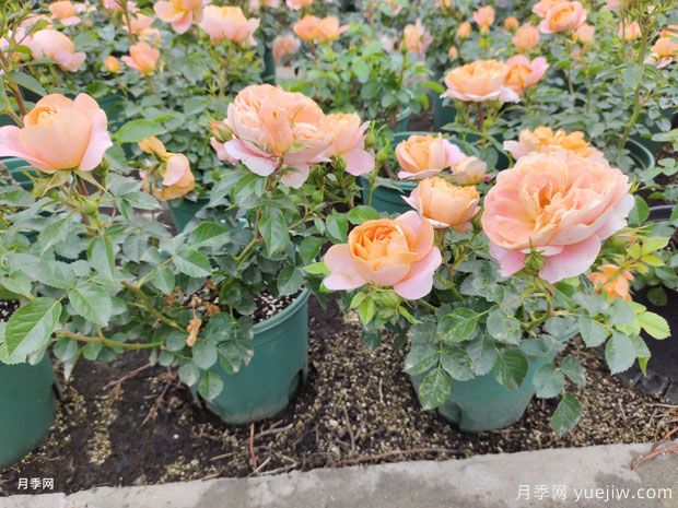 1加仑欧月地摆盆栽月季批发报价(图4) 1加仑欧月地摆盆栽月季批发报价(图4)