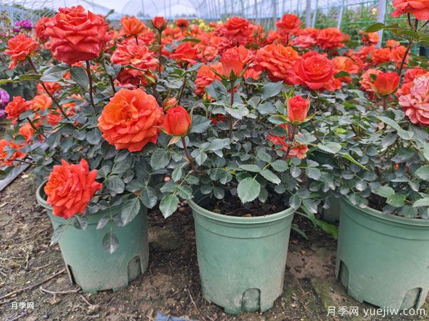 1加仑欧月地摆盆栽月季批发报价(图1) 1加仑欧月地摆盆栽月季批发报价(图2)