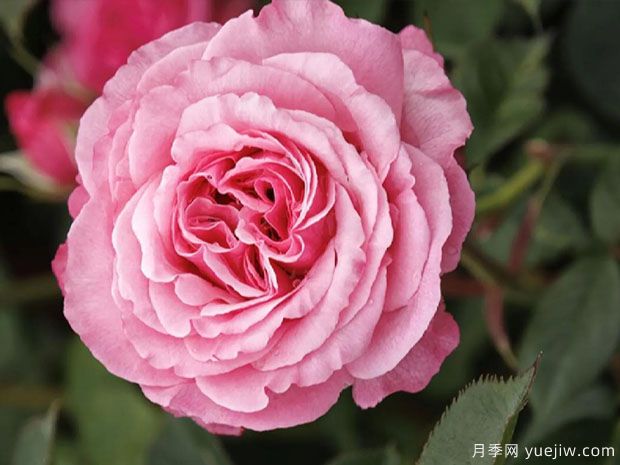 粉色天梯月季(图1) 粉色天梯月季(图1)