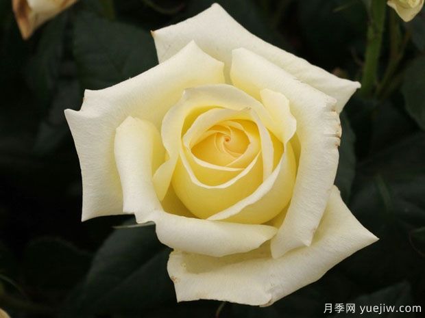 闪耀年华月季/钻石日(图1) 闪耀年华月季/钻石日(图1)