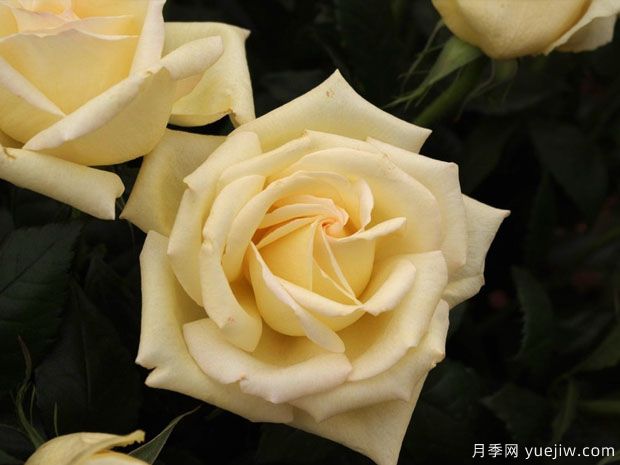 闪耀年华月季/钻石日(图2) 闪耀年华月季/钻石日(图2)