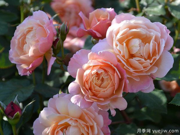 卡利普索月季/海之女神(图2) 卡利普索月季/海之女神(图2)