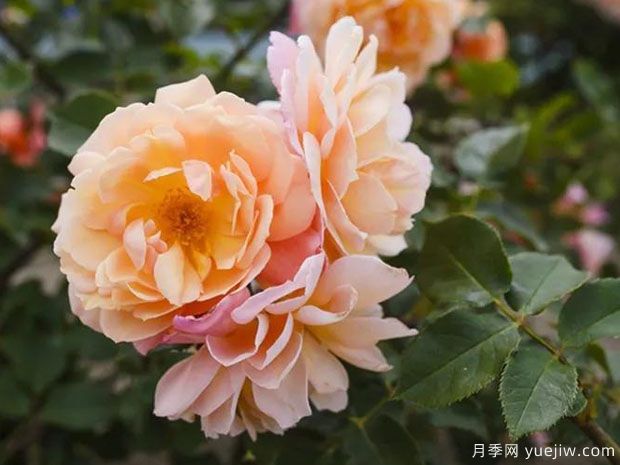 卡利普索月季/海之女神(图3) 卡利普索月季/海之女神(图3)