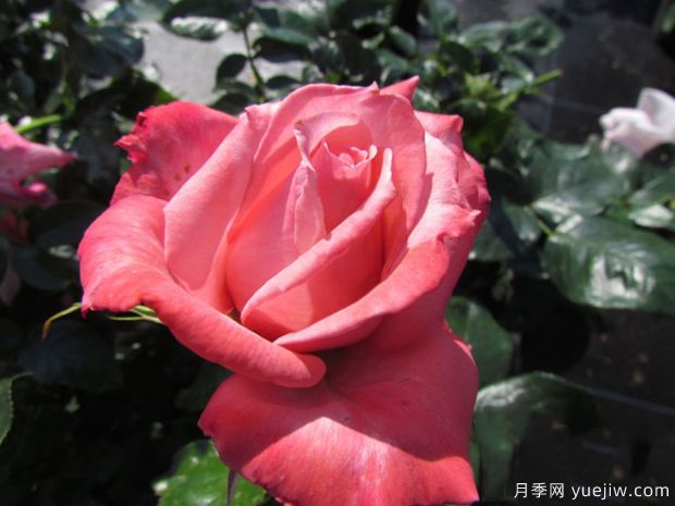 维多利亚月季(图1) 维多利亚月季(图1)