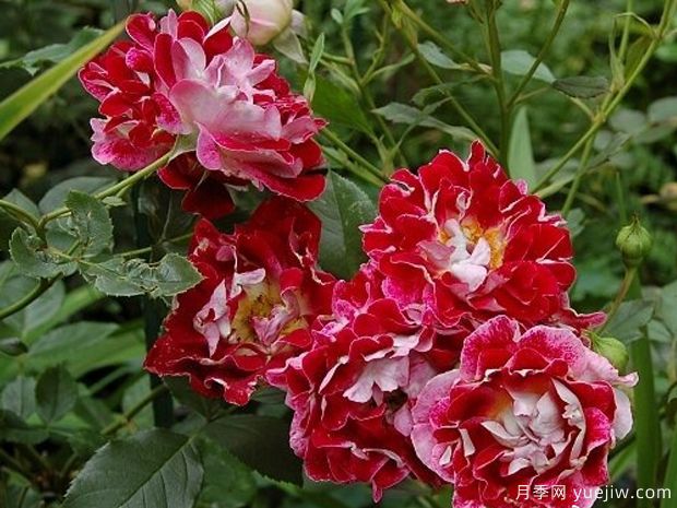 闪烁波浪月季(图1) 闪烁波浪月季(图1)