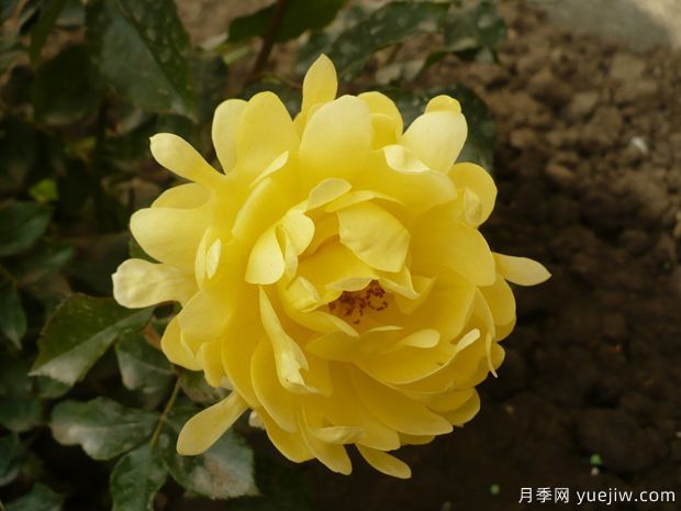 灿烂波浪月季/华丽褶边月季(图1) 灿烂波浪月季/华丽褶边月季(图1)