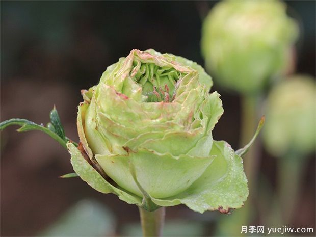 神秘清新脱俗超仙,推荐6种绿色月季品种(图1) 神秘清新脱俗超仙,推荐6种绿色月季品种(图1)