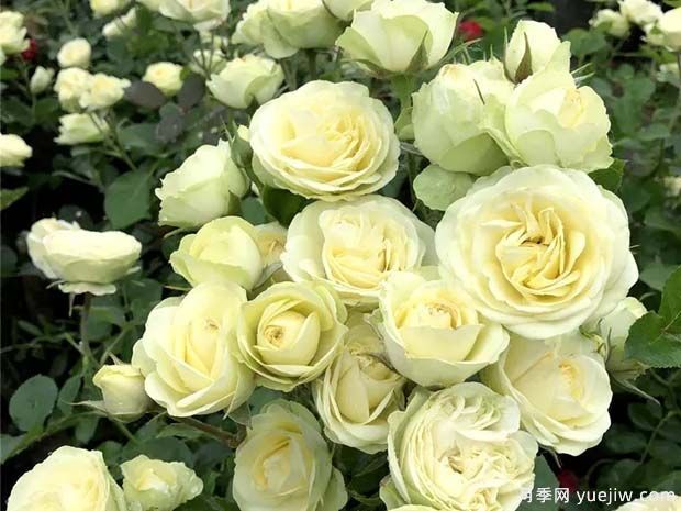 神秘清新脱俗超仙,推荐6种绿色月季品种(图2) 神秘清新脱俗超仙,推荐6种绿色月季品种(图2)