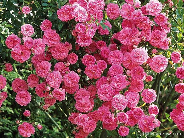 明尼哈哈月季(图1) 明尼哈哈月季(图1)