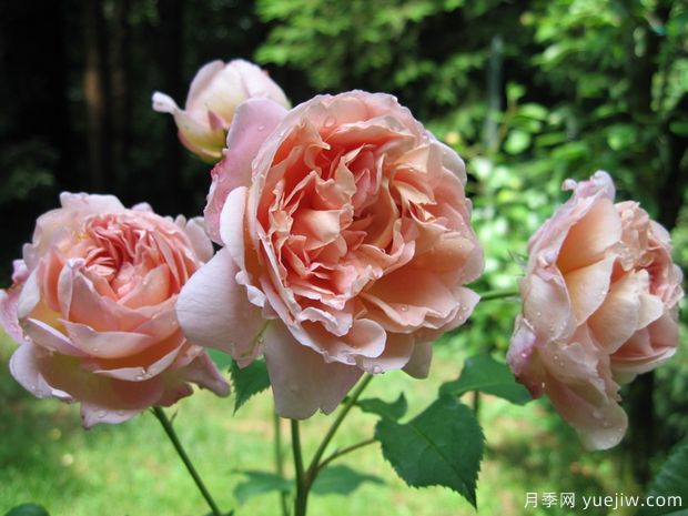 伊曼纽尔月季(图3) 伊曼纽尔月季(图3)
