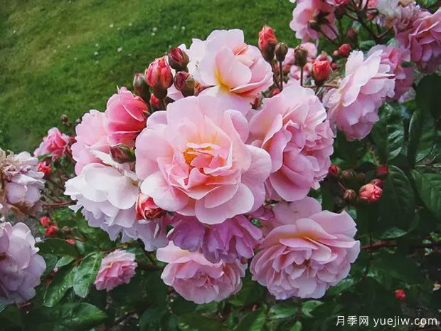 科内莉亚月季/科尼丽娅月季(图2) 科内莉亚月季/科尼丽娅月季(图2)