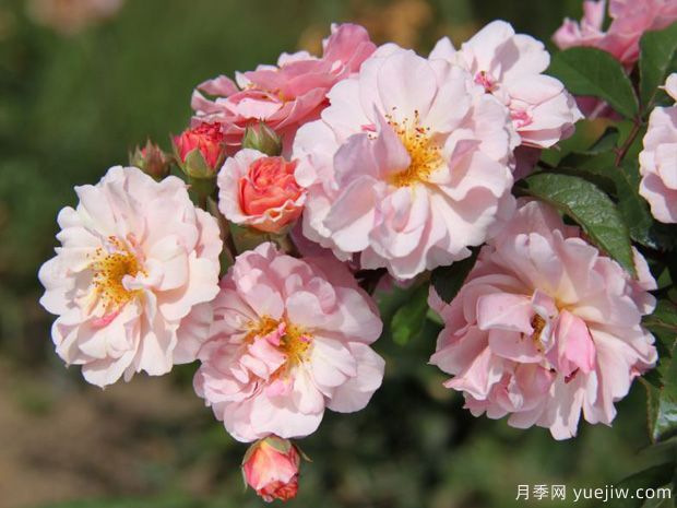 科内莉亚月季/科尼丽娅月季(图3) 科内莉亚月季/科尼丽娅月季(图3)