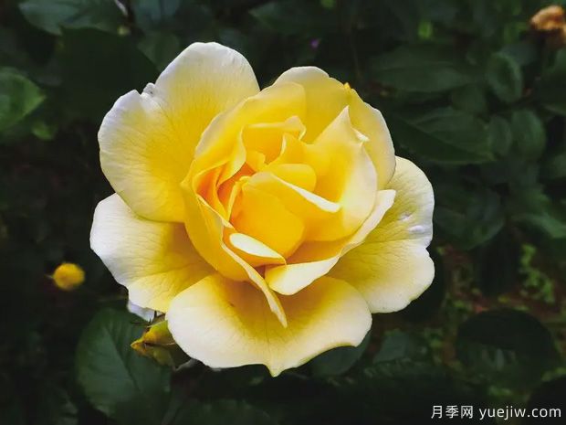 达娜厄月季(图1) 达娜厄月季(图1)