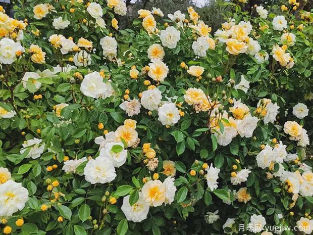 达娜厄月季(图2) 达娜厄月季(图2)