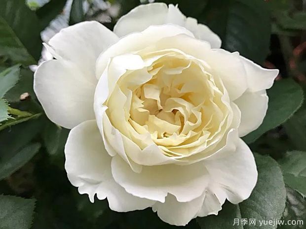 雪野一梦月季/踏雪月季(图3) 雪野一梦月季/踏雪/雪村一梦(图3)