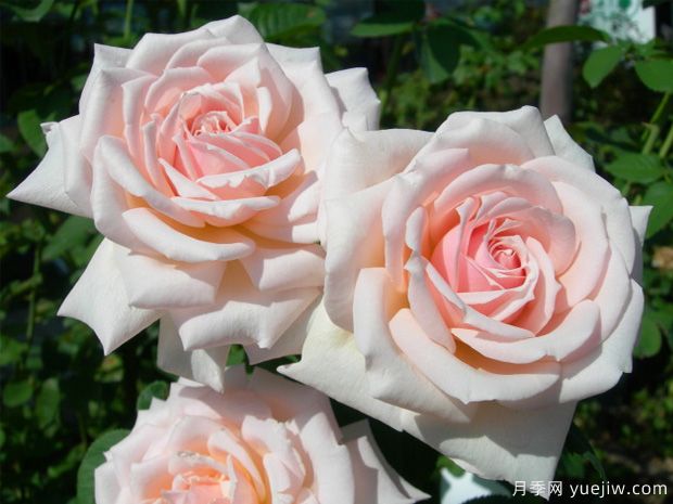 大和抚子月季(图1) 大和抚子月季/大河抚子(图1)