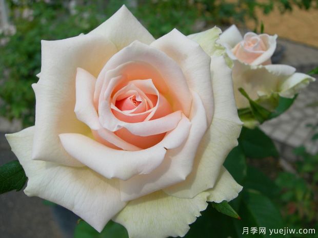 大和抚子月季(图2) 大和抚子月季/大河抚子(图2)