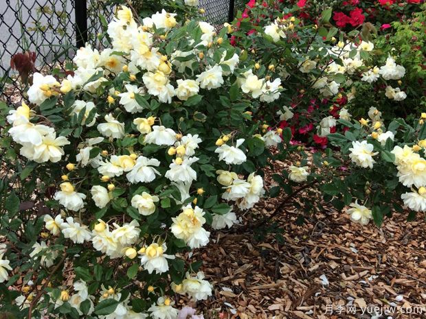 破晓月季(1918)(图2) 破晓月季(1918)(图2)