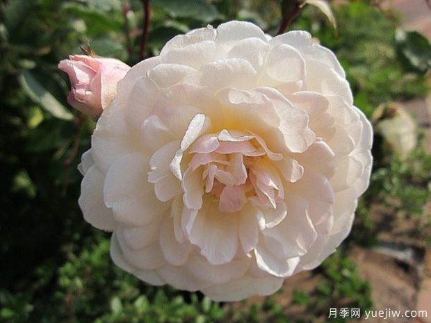 繁荣月季(图1) 繁荣月季(图1)