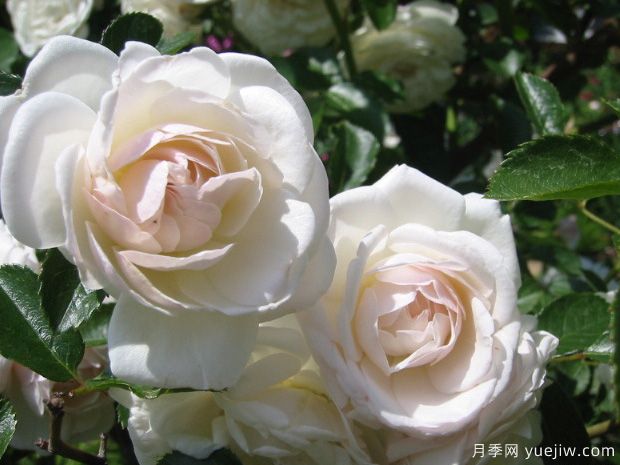 繁荣月季(图2) 繁荣月季(图2)