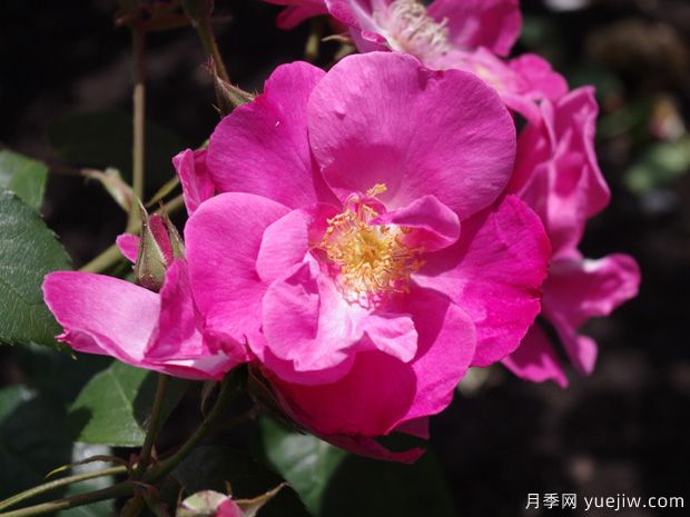 浮华月季(图1)