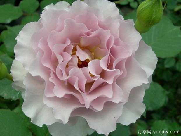 月季育种家：日本寺西菊雄(Kikuo Teranishi)(图1)