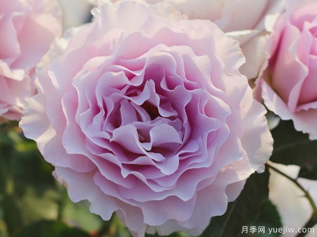 新浪潮月季的优缺点是什么?(图1) 新浪潮月季的优缺点是什么?(图1)