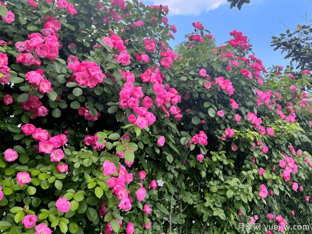 蚌埠月季市花文化和月季景观(图1)