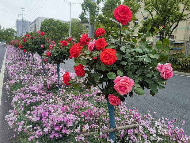芜湖月季市花文化和月季景观(图2)