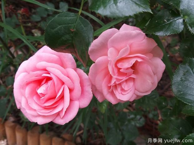 珍珠泉月季(图2) 珍珠泉月季(图2)