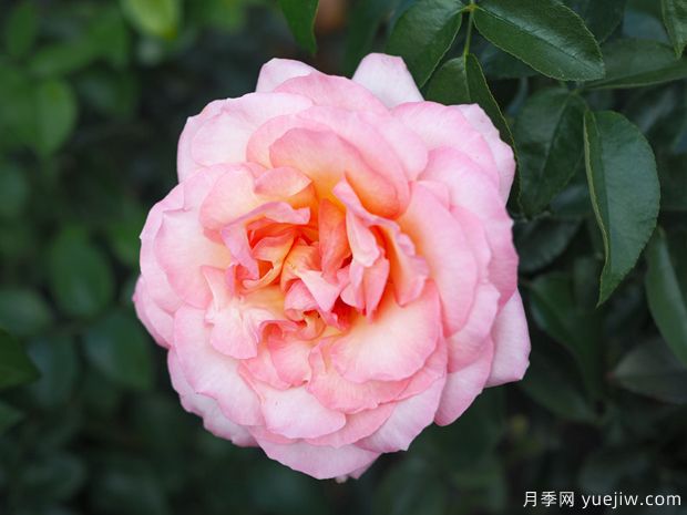 朝圣路之花月季(图2) 朝圣路之花月季(图2)