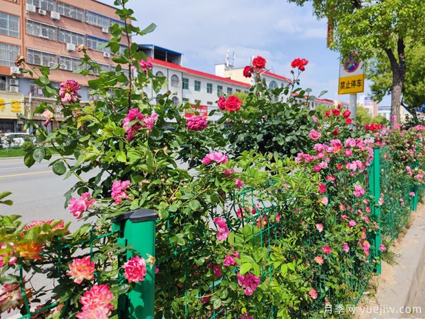唐河月季满城绚丽,美化泗州靓丽景观(图1) 唐河月季满城绚丽,美化泗州靓丽景观(图1)