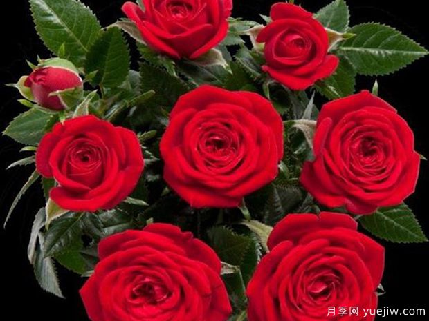 竞技柯德娜月季(图1) 竞技柯德娜月季/竞技科德娜(图1)