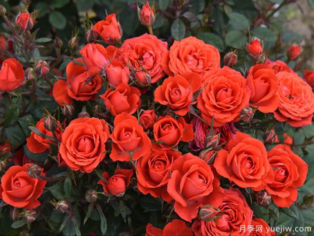 梅赛德斯柯德娜月季(图1)