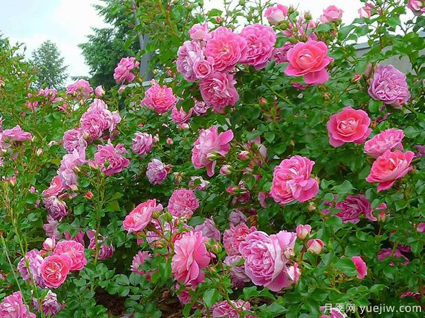 可爱粉玫迪兰月季/吉普赛色彩节/可爱粉色Lovely Pink(图3)