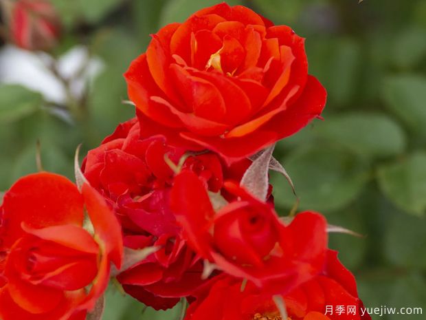 秋日艳阳月季(图2) 秋日艳阳月季(图2)